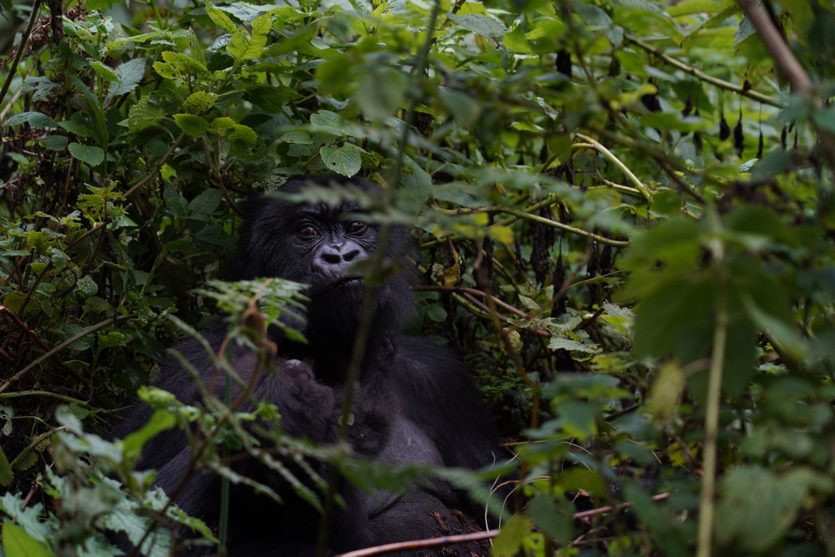 Gorilla Question Box: Do gorillas really say “ooh ooh”?