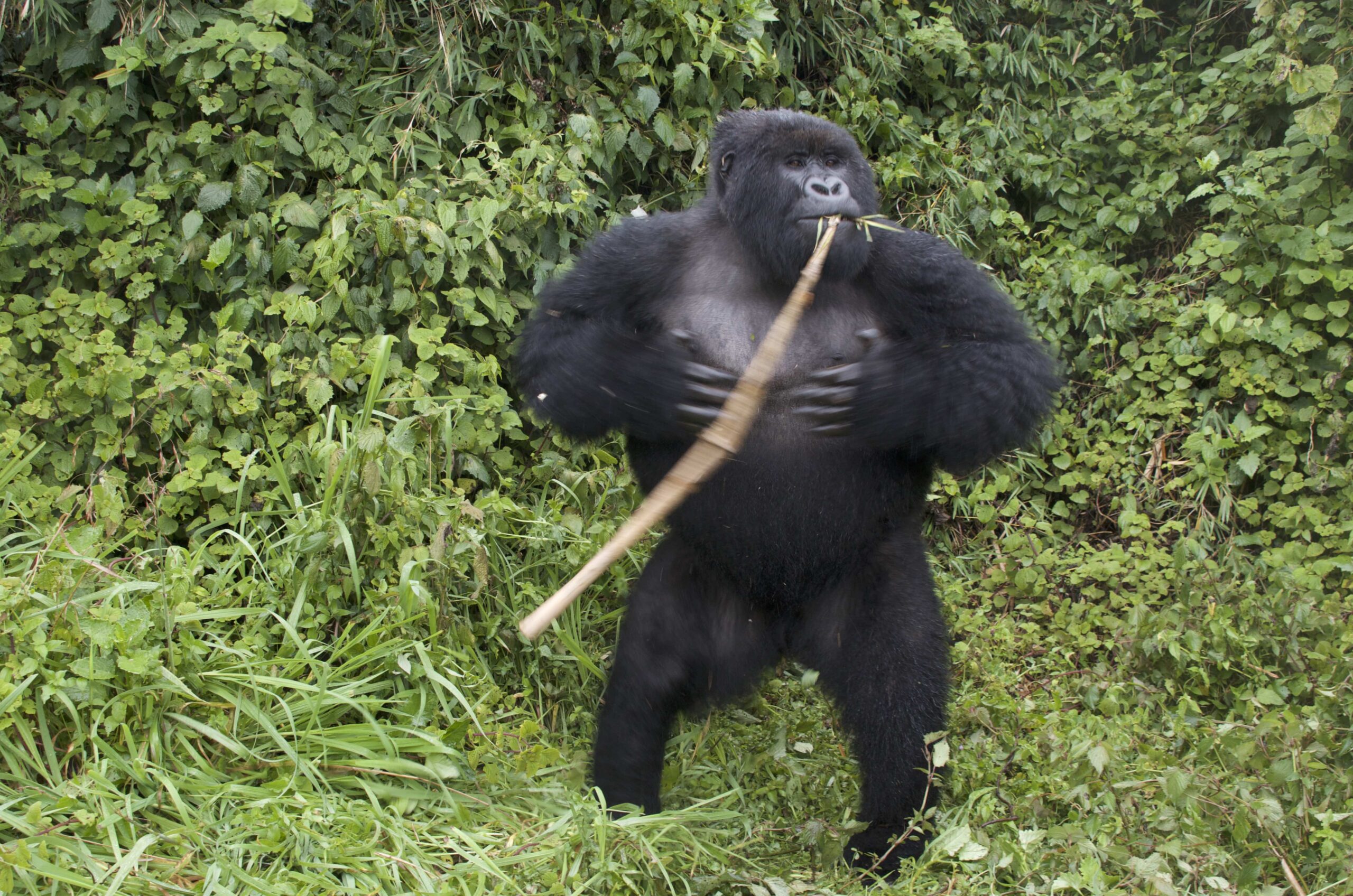 Gorilla Question Box: Do gorillas really say “ooh ooh”?