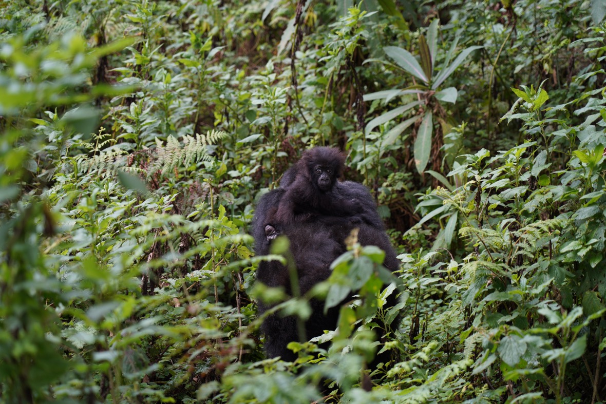 Online seminar, gorilla photo exhibition at JICA Global Plaza