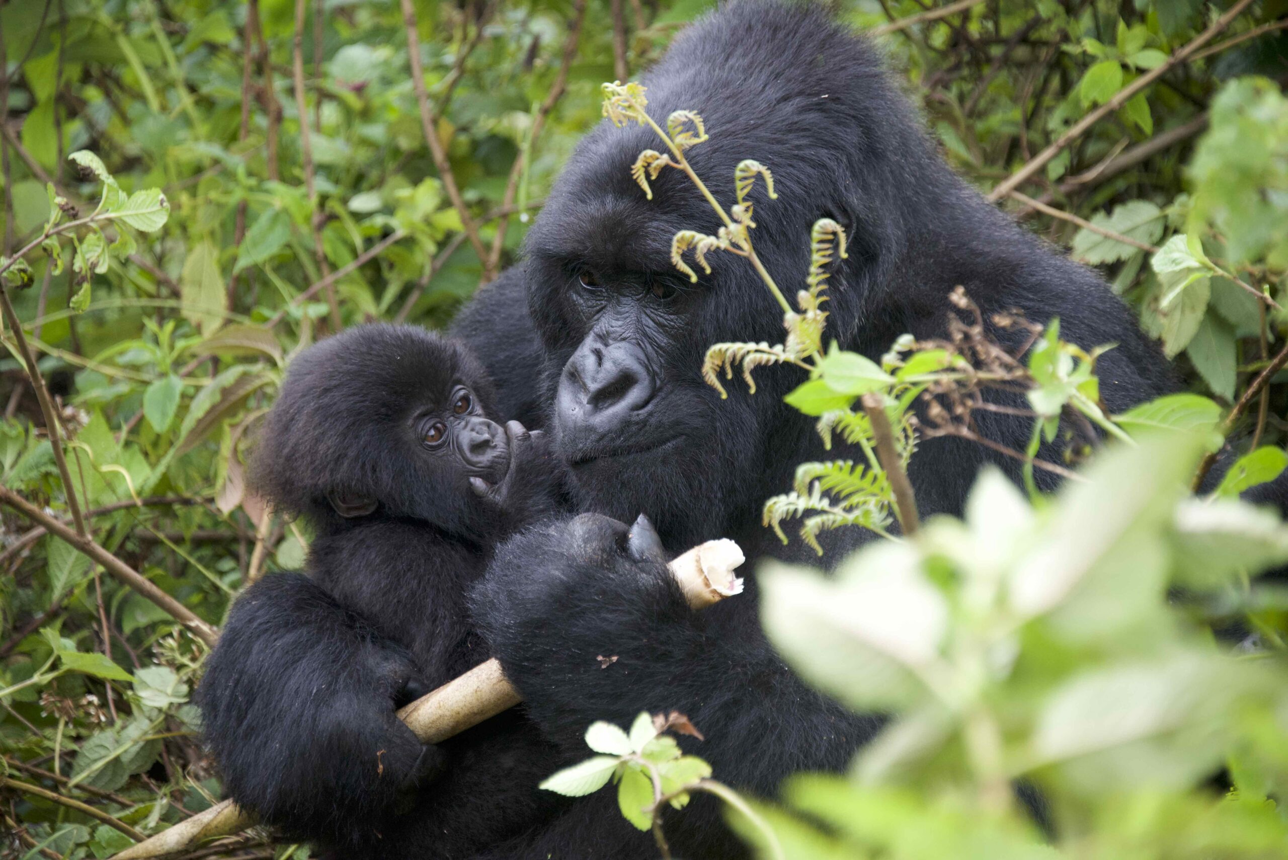 Online seminar, gorilla photo exhibition at JICA Global Plaza