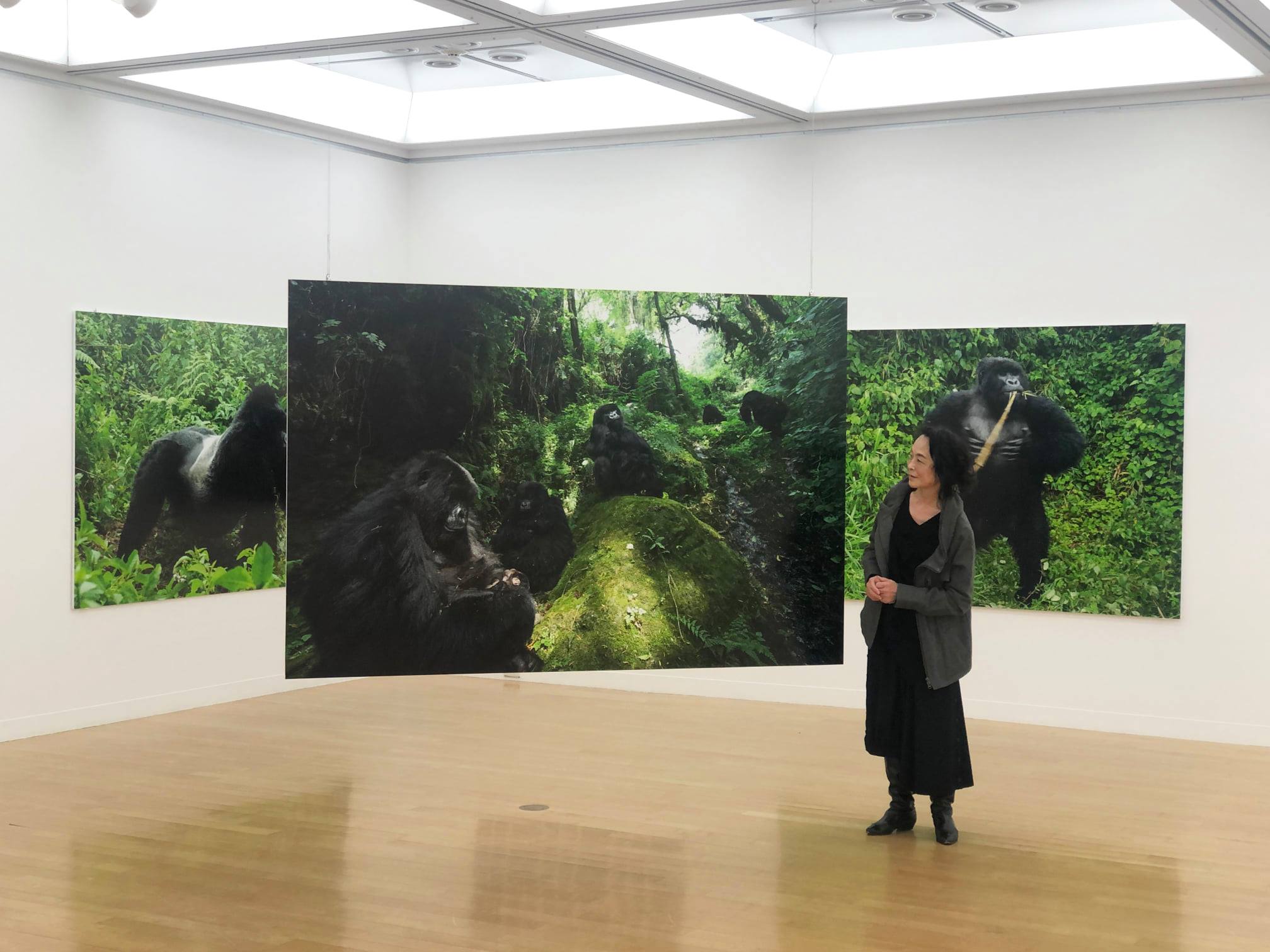 Gorilla photos by Keiko Mori will be exhibited at the Photography School Exhibition in Yokohama